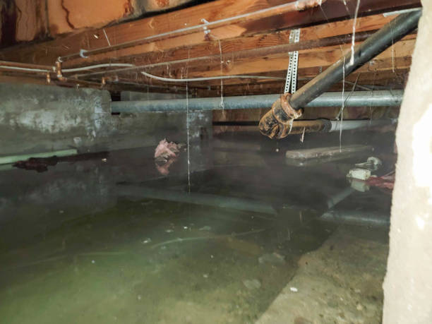 Best Flood restoration services  in Blountsville, AL