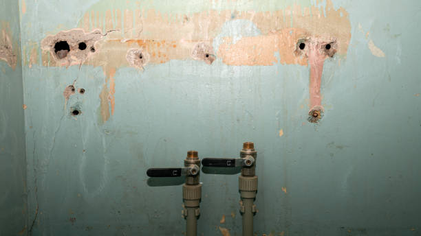 Best Mold removal after water damage  in Blountsville, AL